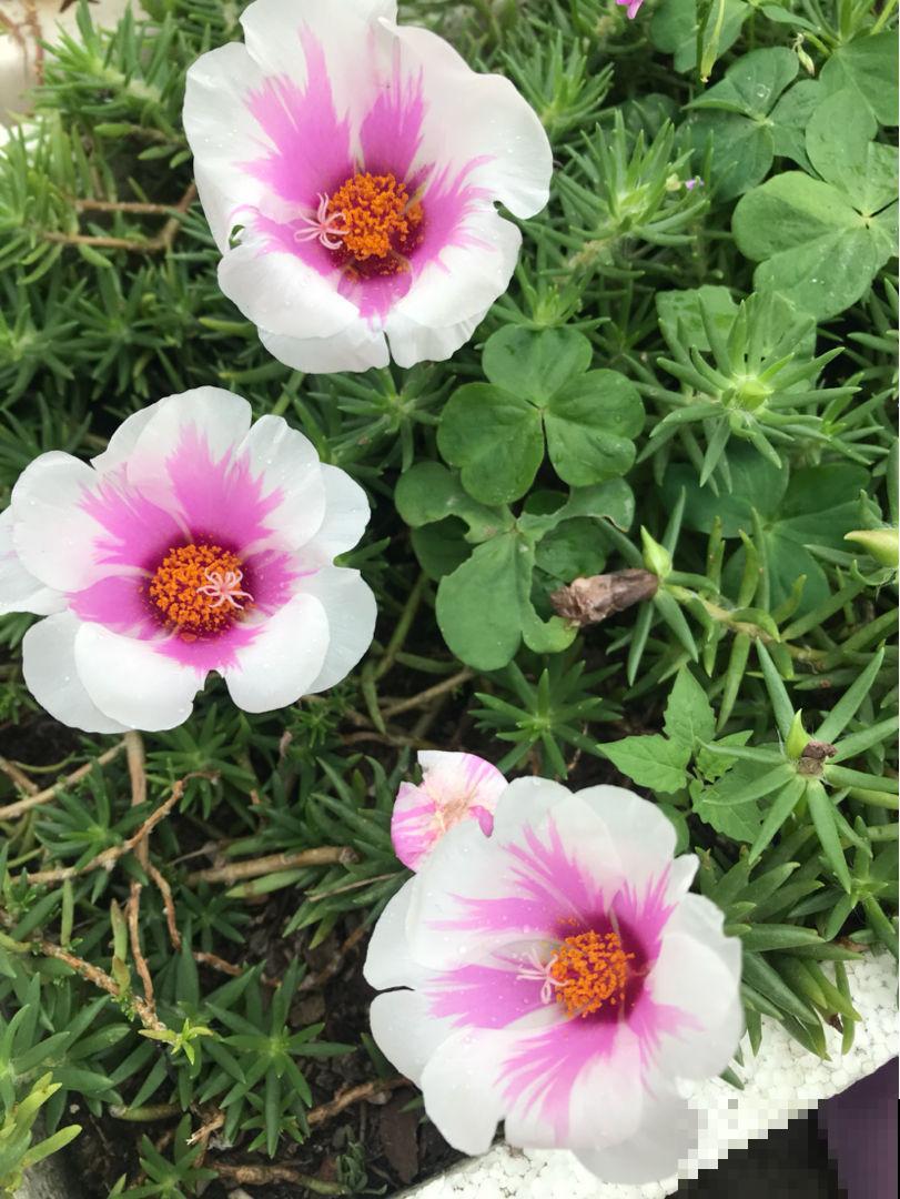 买回家的花总掉花苞，原因出在4个地方，赶紧改正还能开花