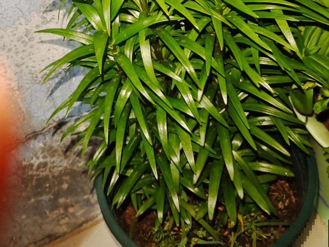 “外甥正月不剃头”，8种花正月不能剪，还要再忍1个月