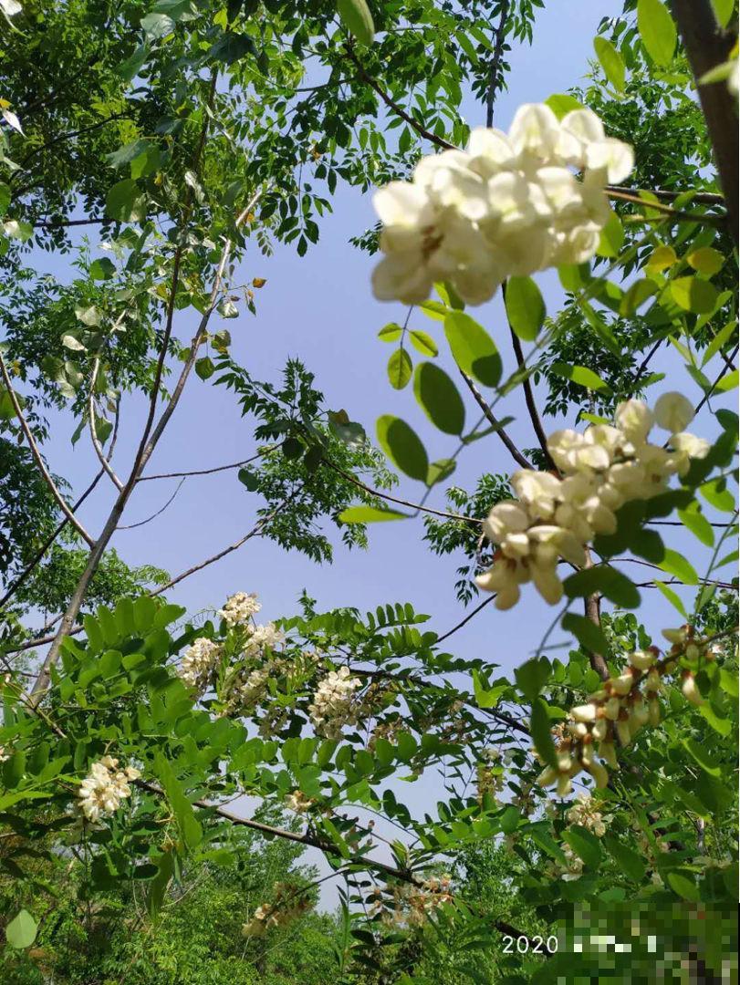 自古不能种在家里的树，到底是迷信还是科学？