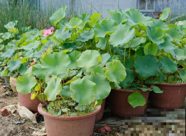 荷花只长叶子不开花，不要担心，知道这3点轻松解决