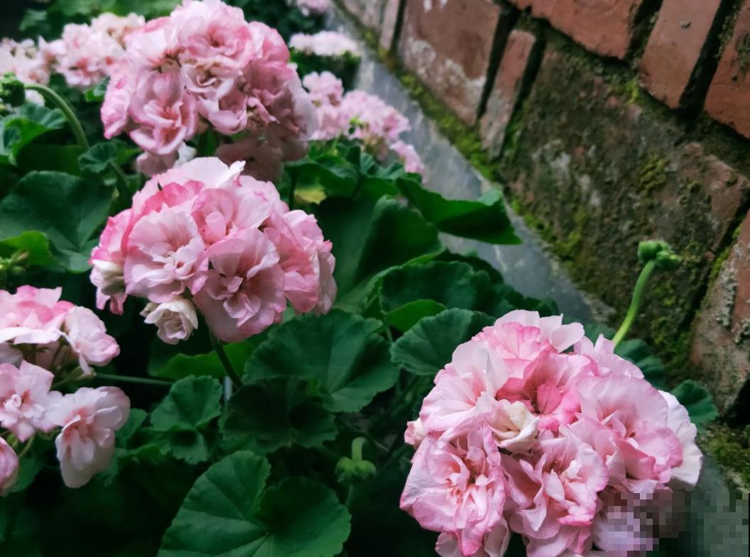 养花多养点品种，看腻了单瓣，重瓣也很好看