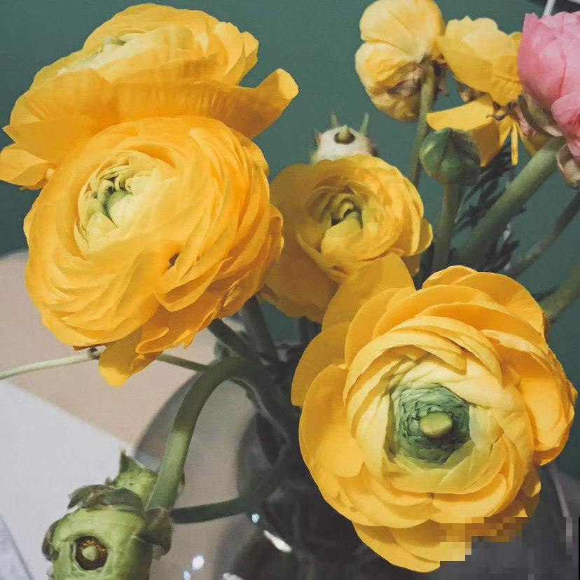 4种花太美丽，亲戚来拜年还以为是假花，忍不住上手摸