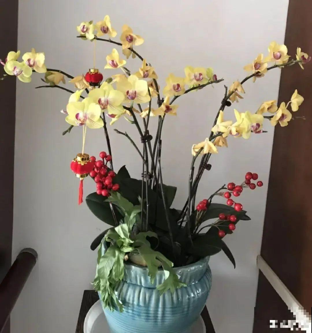 家里的花别乱放，放错地方，容易把花养死！