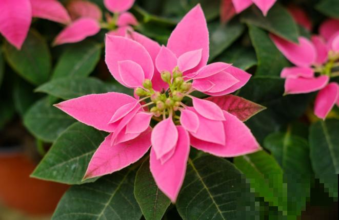 圣诞花的养殖，注意这5点，长势旺盛