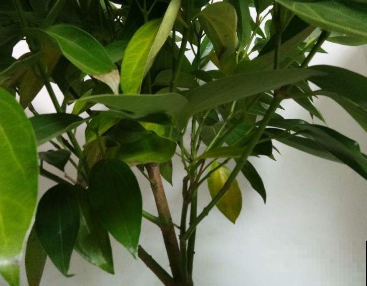 养花大神常说的“假植苗”，究竟是什么意思？