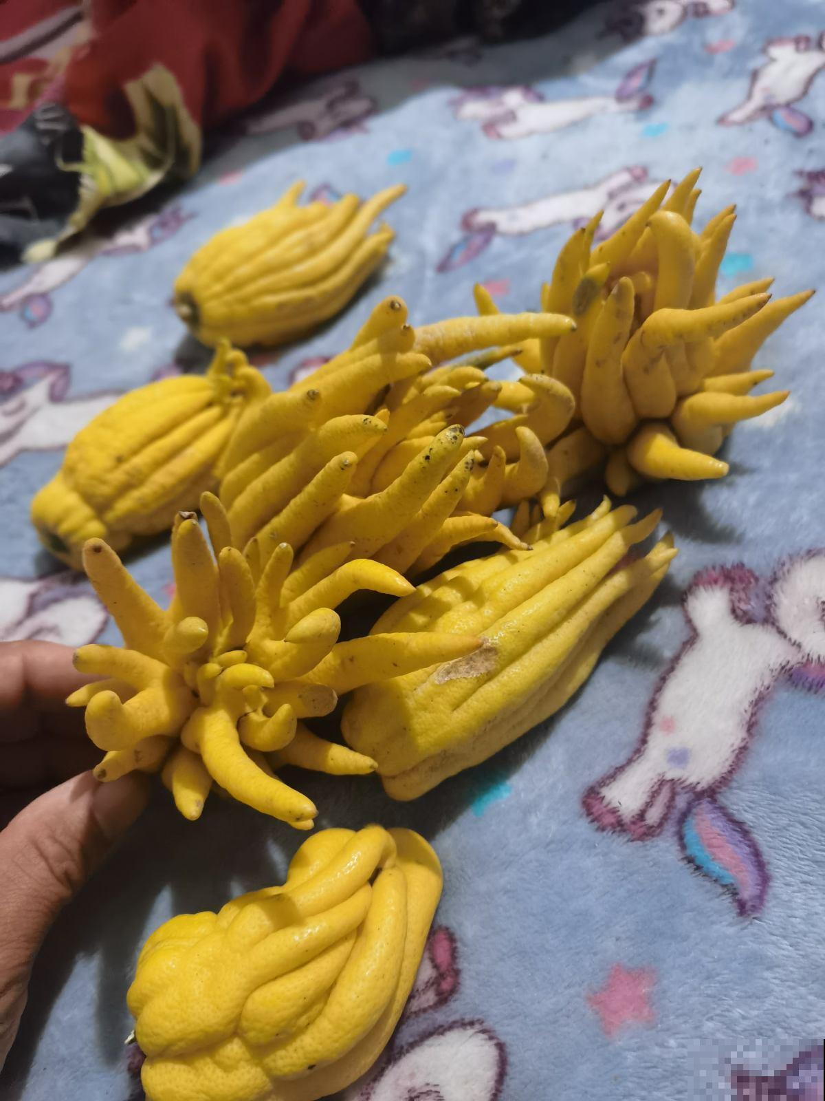 3种植物养家里，有福多、寿多、子多好兆头，从古至今都流行