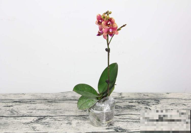 记住养花3要点，叶子不黄，满盆绿色，生机勃勃长得壮