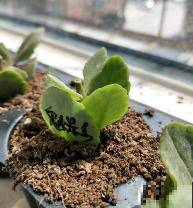 6种花，二月底快扦插，十几天就生根