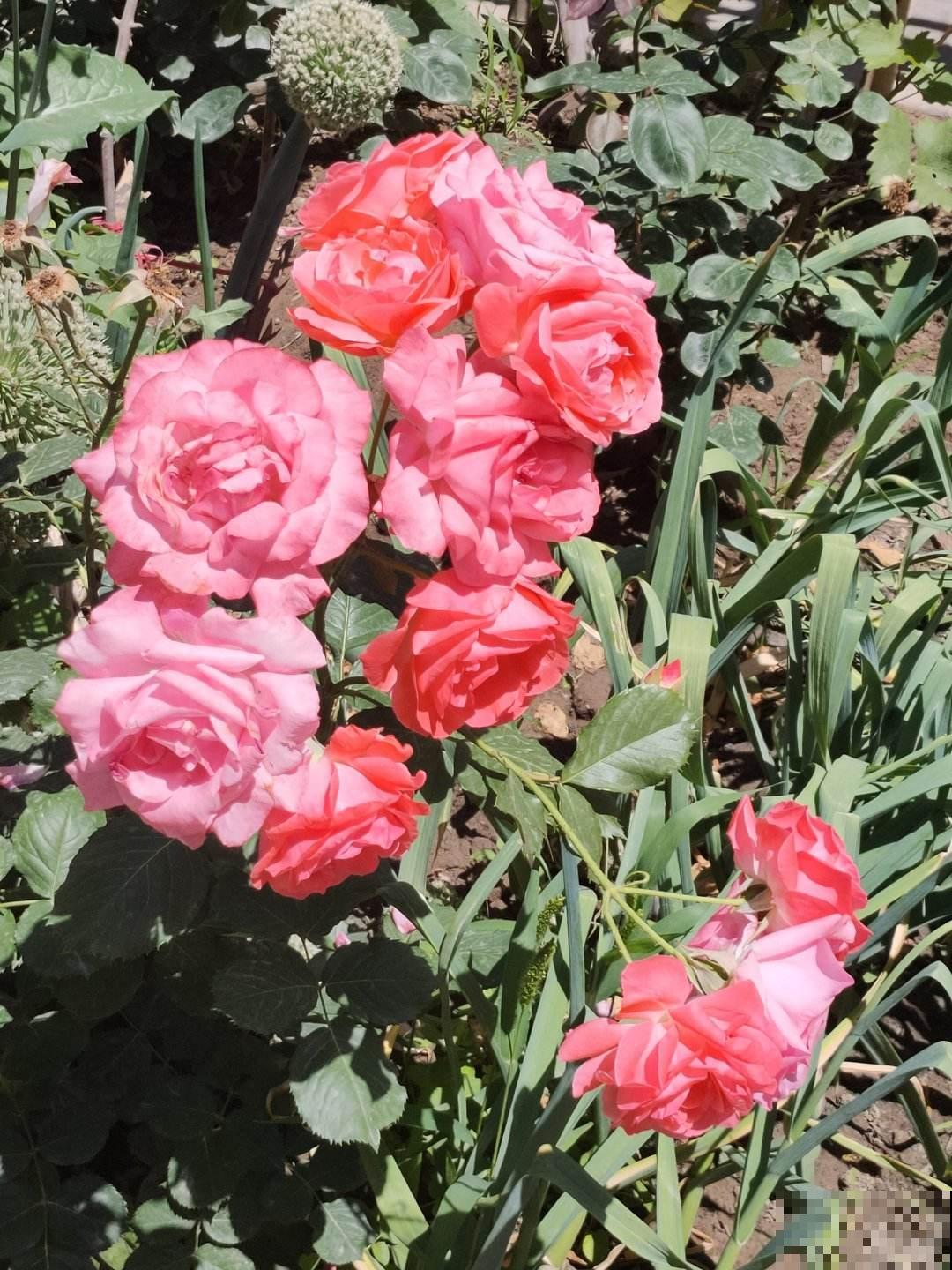 3月抓紧剪枝条，一个月后就爆花，长势迅猛摁都摁不住