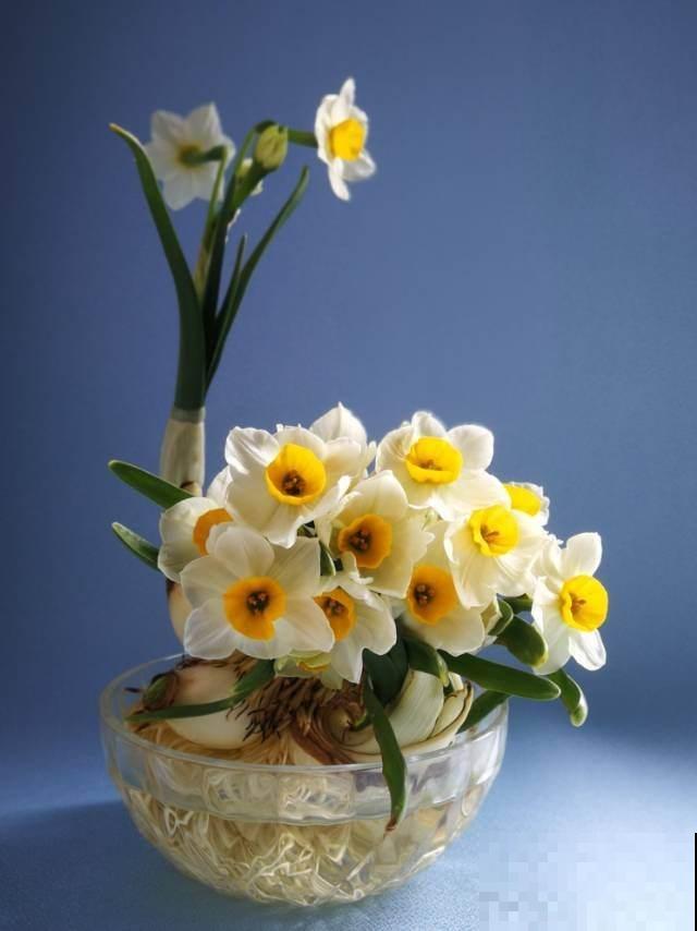 有格调的人,都爱养这4种年宵花,花期长寓意好,摆在家里有气质 有格调的人,都爱养这4种年宵花,花期长寓意好,摆在家里有气质