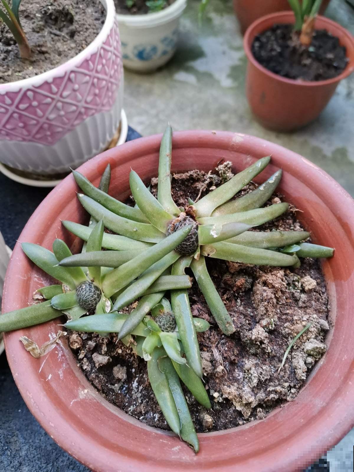 农村野草长在屋顶，俗称“太岁草”，遇见了会有好运