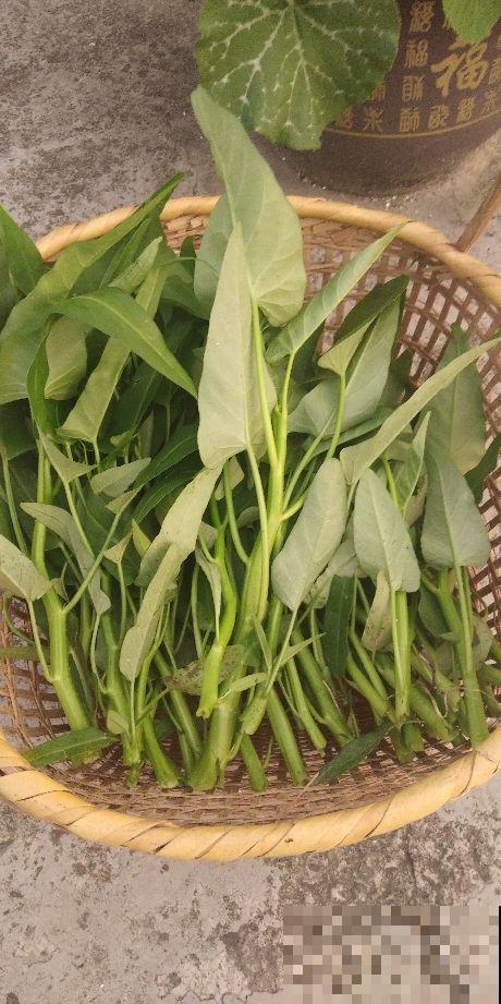 初春在家种点菜，20天收一茬，在阳台上就能种