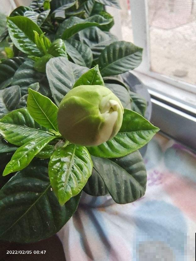 5种花，春天别在花市买，小心有诈