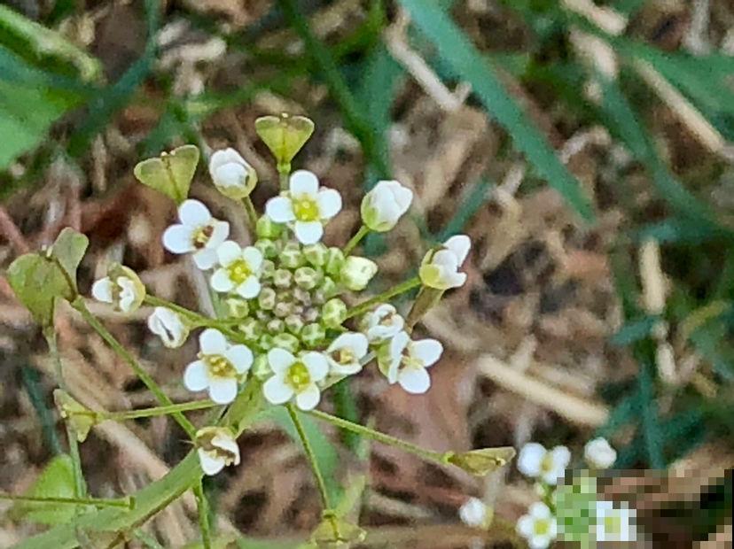 春天来一盘荠菜,变着花样做,好处特别多 春天来一盘荠菜,变着花样做,好处特别多