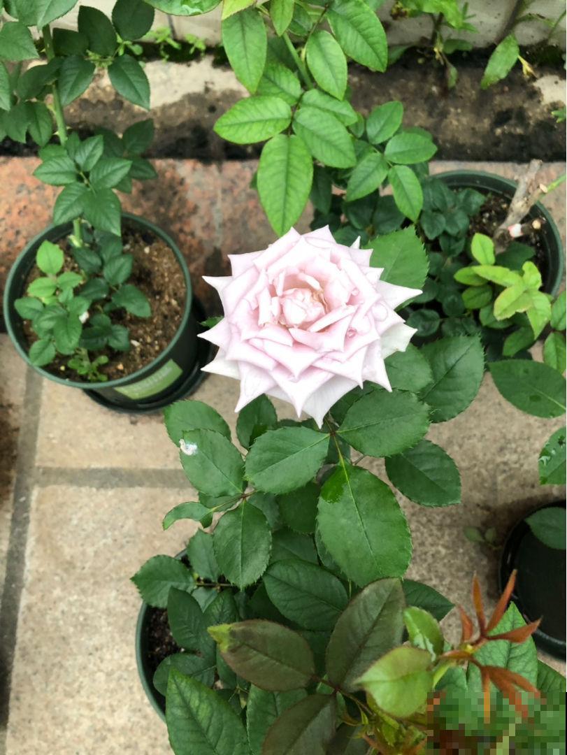 三月养花,要抓住催花机会,3点没做好今年不开花 三月养花,要抓住催花机会,3点没做好今年不开花