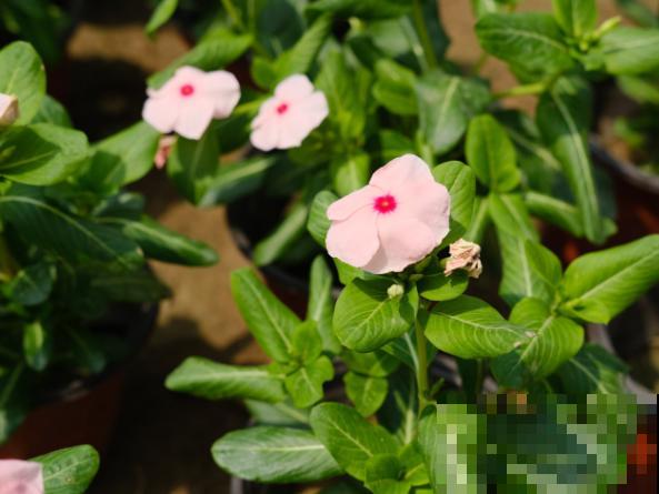 长春花黄叶子掉叶，主要和这4点有关，学会后不再出现黄叶