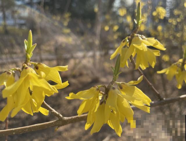 一种花叫“寸金花”，开花金灿灿，还有招财好兆头