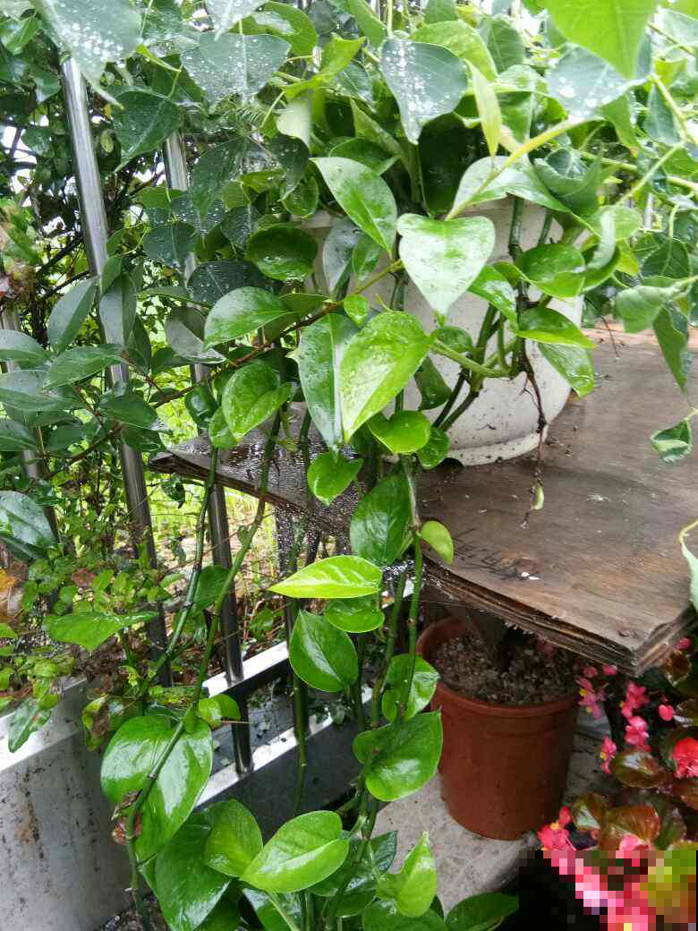 养绿萝出问题，大概因为这3点，一定要重视