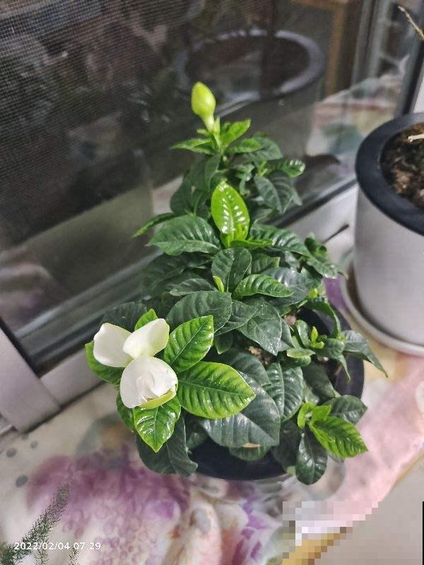 5种“坑人花”，过年买了才知上当，没技术就别养，浪费钱