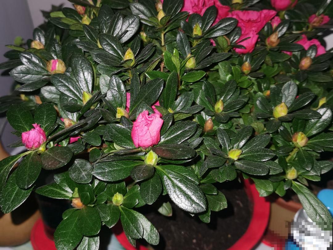 9种花不能暴晒，晒得越多花越不好，找阴凉地养