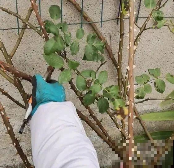 花园三剑客也要换盆,越冷长得越旺,明年呼呼开花 花园三剑客也要换盆,越冷长得越旺,明年呼呼开花