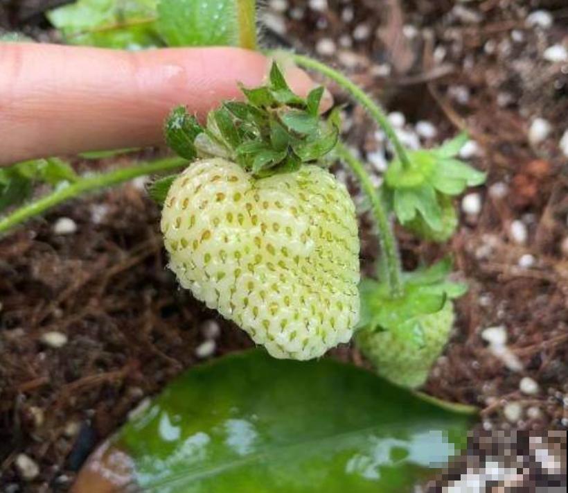 春天在家种草莓,咕噜咕噜结果子,在家就能吃 春天在家种草莓,咕噜咕噜结果子,在家就能吃