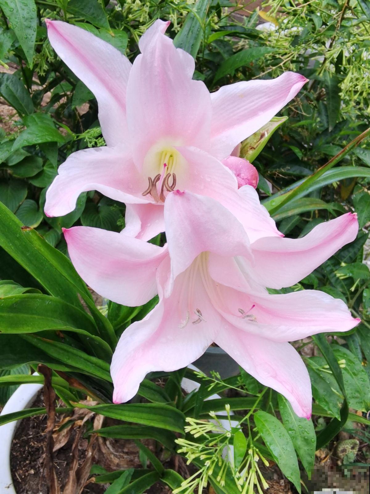 一个“蒜头”埋土里，呼呼长出大绿叶，开花比脸大，香飘满屋