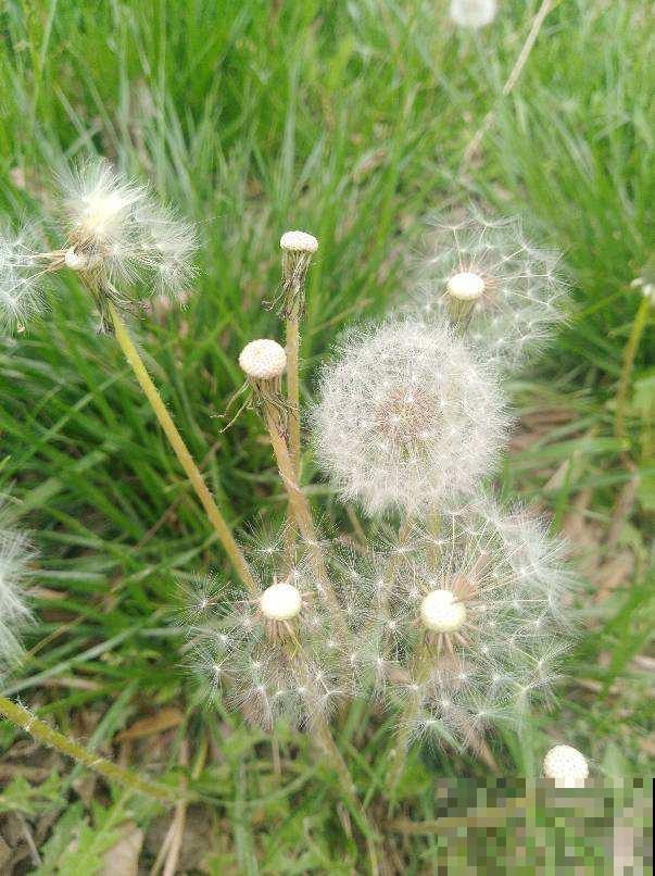 常见的10种植物，也是中药，家里养一盆，养人养身心