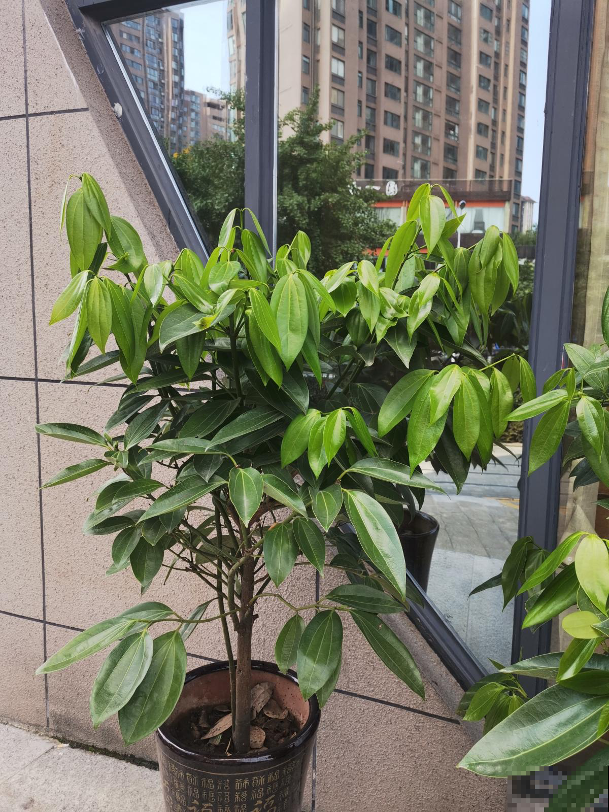 家养植物千千万,这30种都养过的,就是养花大神 家养植物千千万,这30种都养过的,就是养花大神