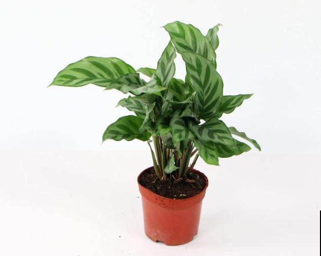 大型植物换盆步骤，学会4要点，植物轻松度过服盆期