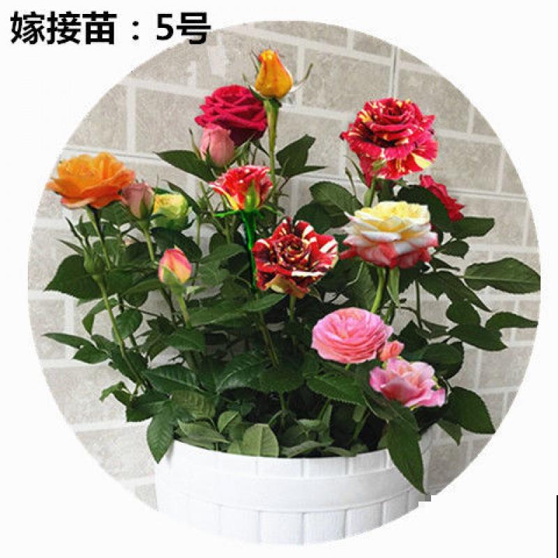 月季里的“开花机器”,养一棵就能打造花园,满院子香味 月季里的“开花机器”,养一棵就能打造花园,满院子香味