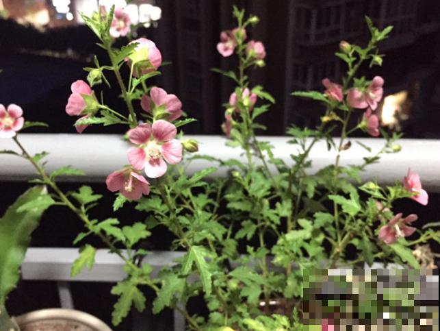 夏天养殖木槿花，注意这5点，以免出现问题