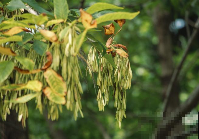5种树寓意积极向上,家里种1棵,有富贵吉祥好兆头 5种树寓意积极向上,家里种1棵,有富贵吉祥好兆头