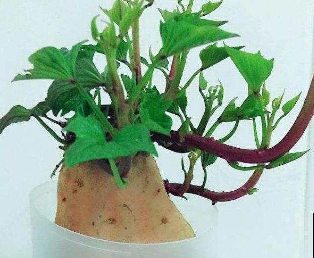 番薯种植很简单，知道这4步，成活率高