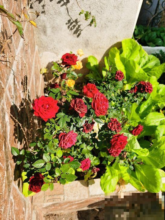 立春后整理花园，记住4个整园技巧，花不生病虫，呼呼爆花