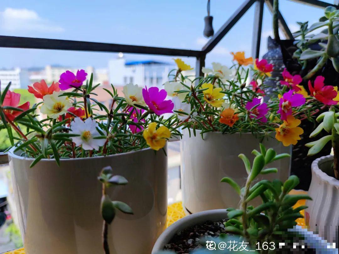 50种花春天播种,长满小院子,能开一整年 50种花春天播种,长满小院子,能开一整年