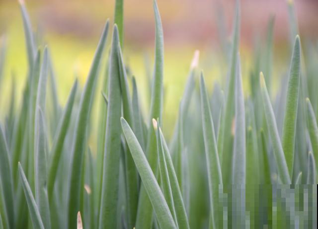 调味香葱在家种植，注意这4点，轻松养殖