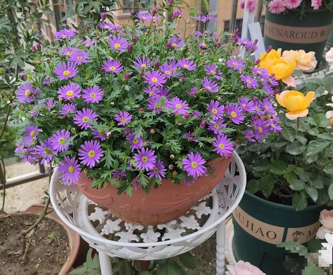 草花中的“小霸王”,耐热耐寒耐阴,开花能开大半年! 草花中的“小霸王”,耐热耐寒耐阴,开花能开大半年!