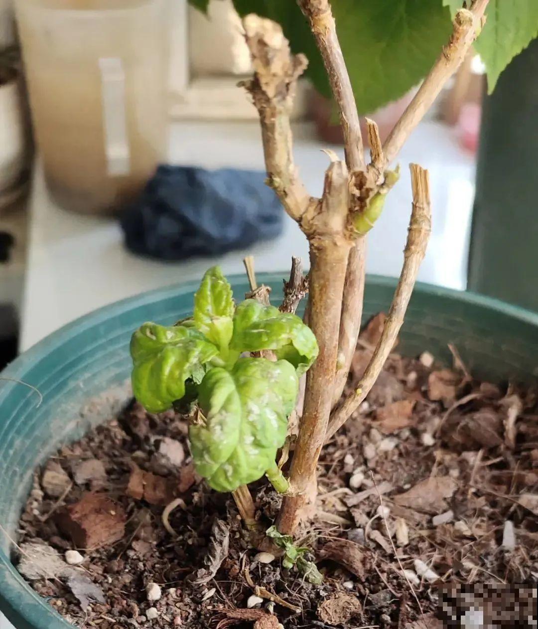 花园三剑客也要换盆,越冷长得越旺,明年呼呼开花 花园三剑客也要换盆,越冷长得越旺,明年呼呼开花