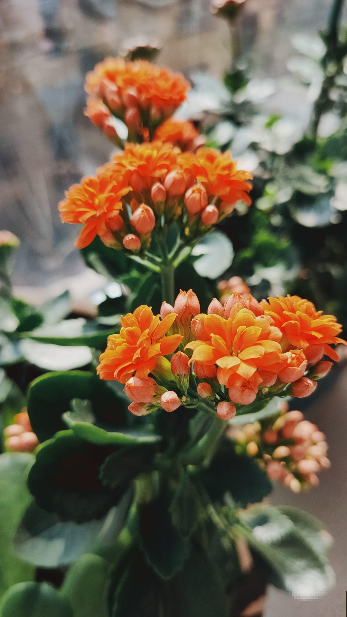 4个好习惯，春天养护长寿花，还能接着爆盆