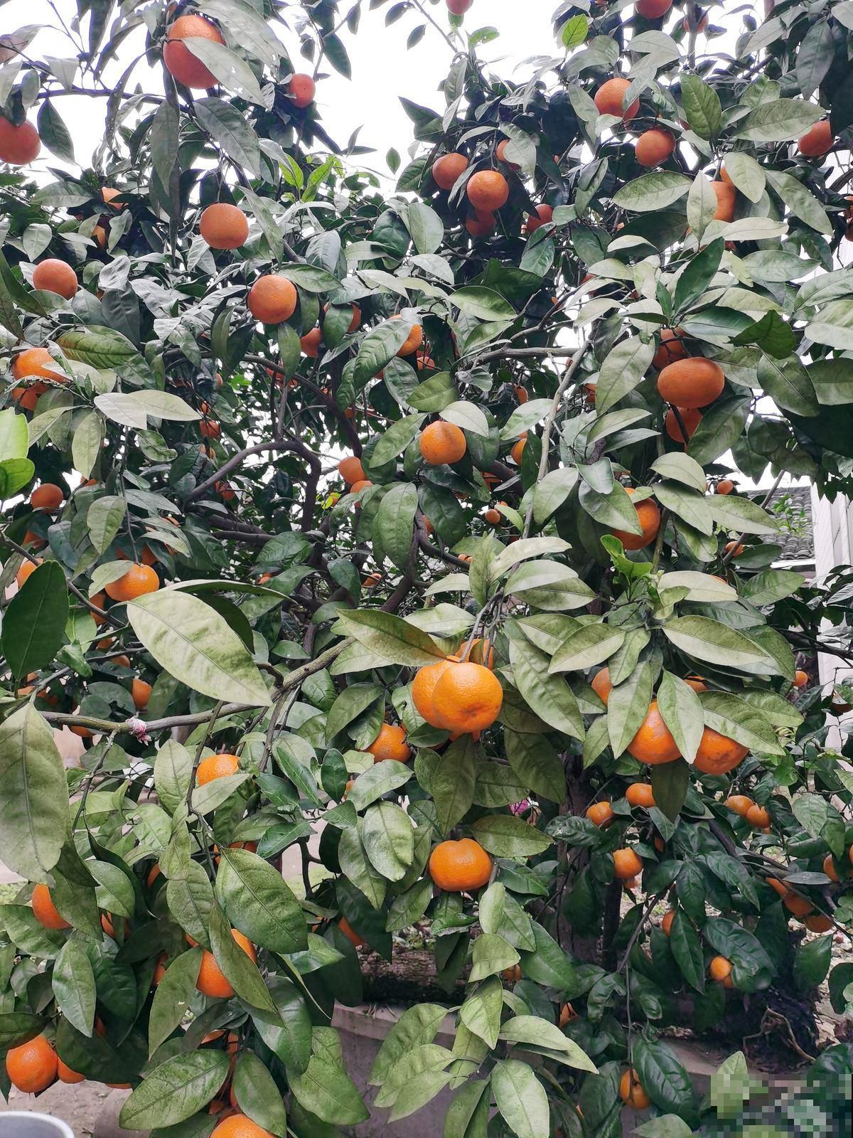 院子种果树最旺宅，尤其是这5种，全是好寓意