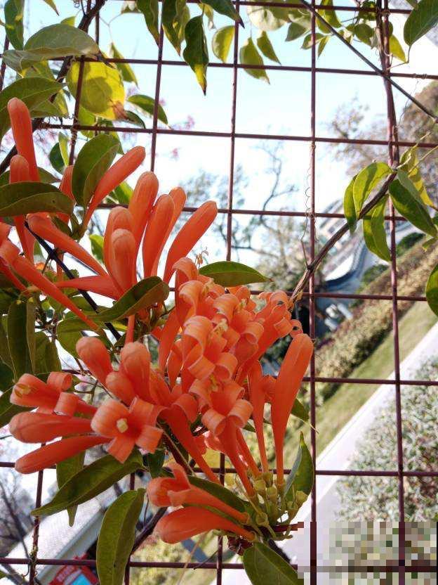 花墙不止户外有，楼房也能养，养的特省心