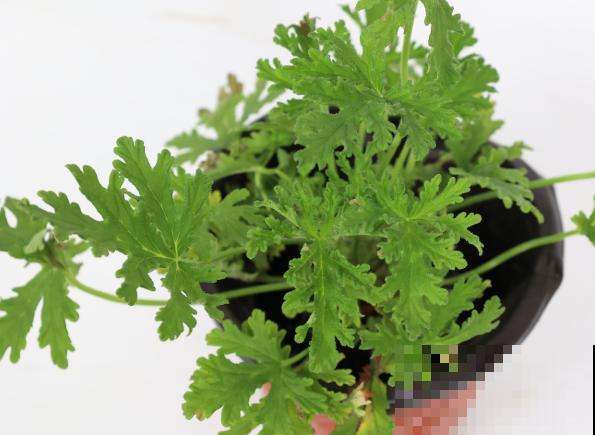 驱蚊草掉叶子，主要和这4点有关，养殖注意点不在出现问题