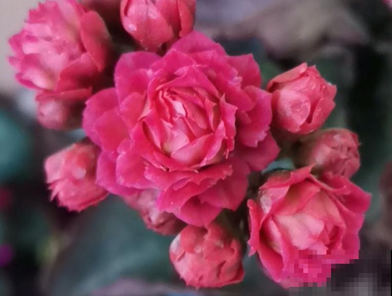 长寿花开完花,赶紧狠心剪一刀,来年花苞长更多 长寿花开完花,赶紧狠心剪一刀,来年花苞长更多