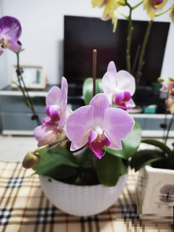 一盆蝴蝶兰，“超长待机”3个月，植物界的艺术品