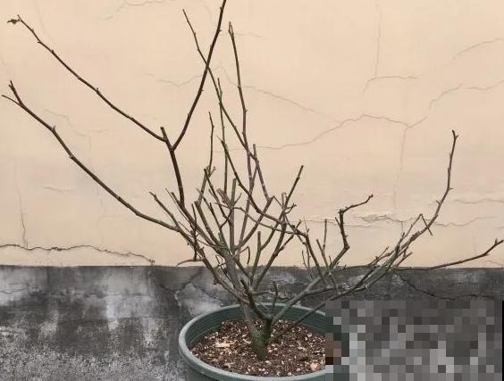 花园三剑客也要换盆,越冷长得越旺,明年呼呼开花 花园三剑客也要换盆,越冷长得越旺,明年呼呼开花