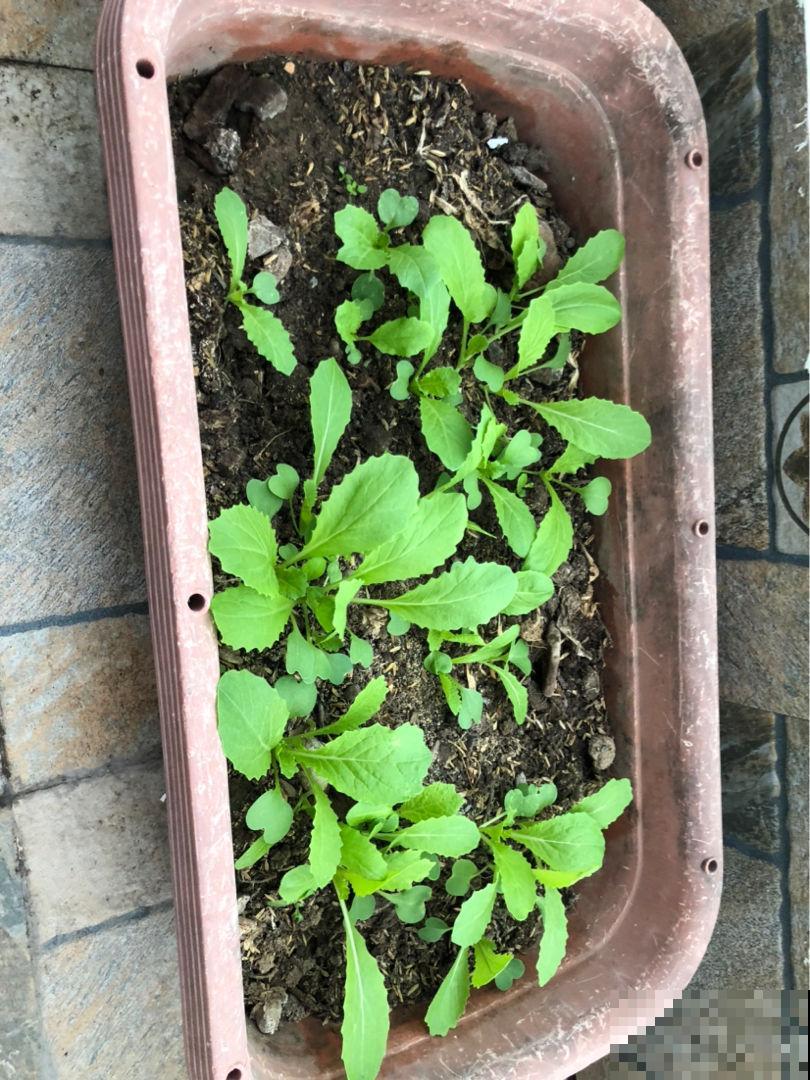 立春之后种这4种菜，长得飞快，一个月后就能吃了