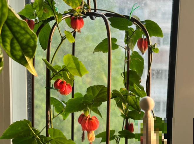 花像小灯笼的绿植，主要有这5种，好看适合家里养