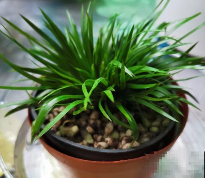 家里没光就养盆金菖蒲,耐阴长得旺,还有好兆头 家里没光就养盆金菖蒲,耐阴长得旺,还有好兆头