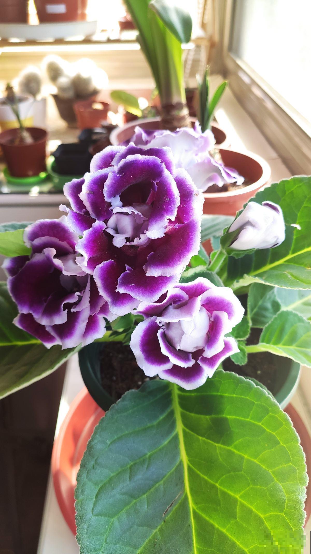 春天赶紧扦插5种花，开花多，尽显贵气